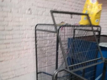 99成新貓用品優惠出售，附北京寵物食品選購指南